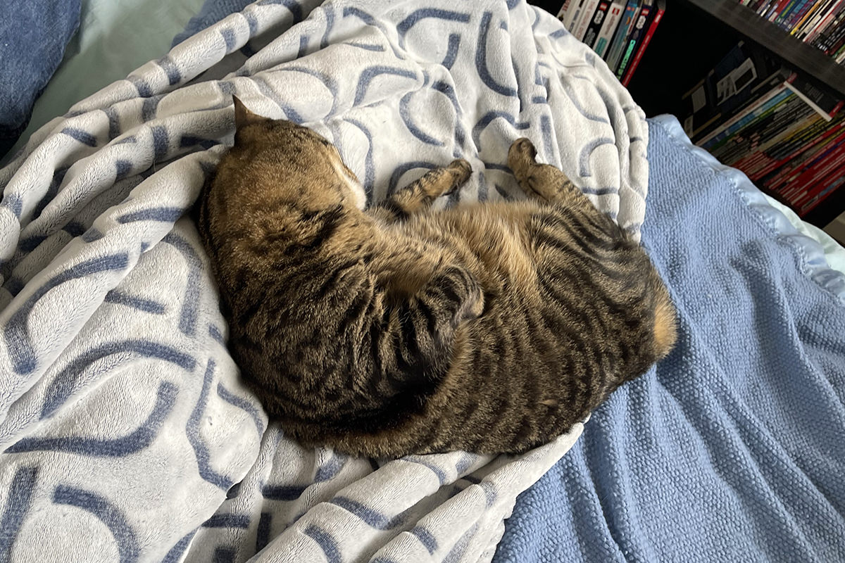 Jake crashed on the bed.