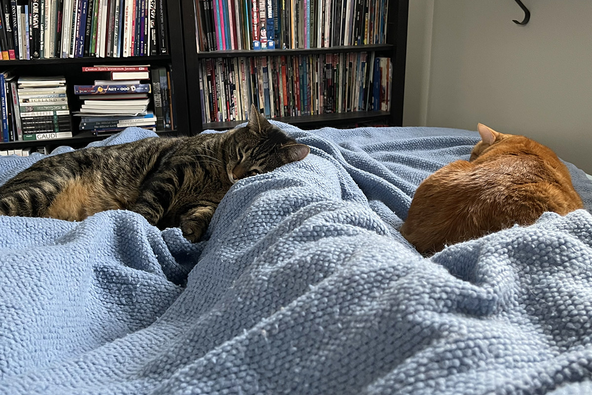 Kitties sleeping with me on the bed.