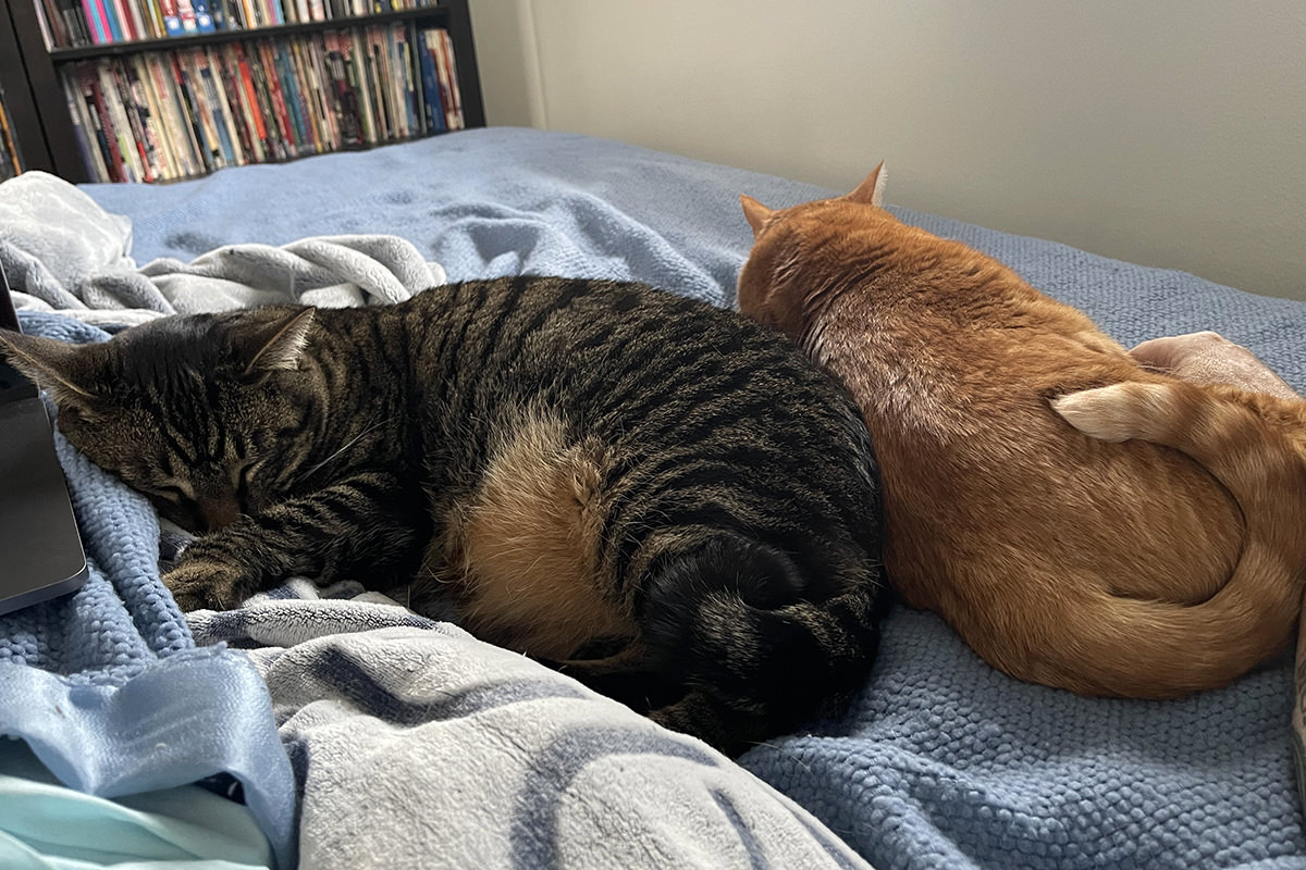 Kitties sleeping with me on the bed.