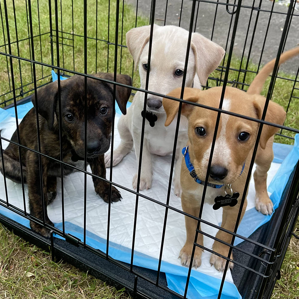 Puppies in a crate!