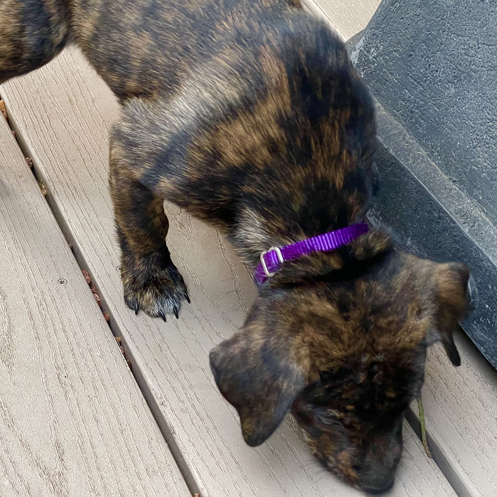 Dark brown brindle puppy Charlie.