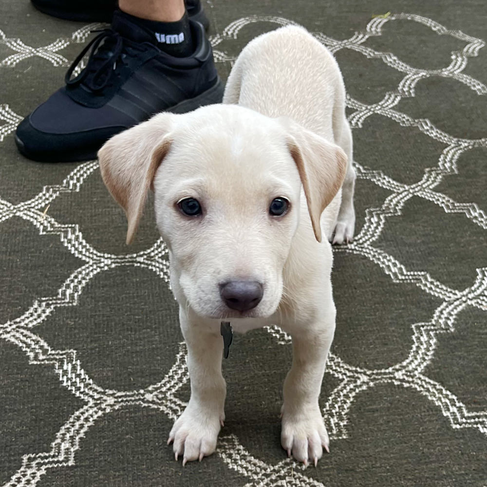 Light tan color puppy Lucy.