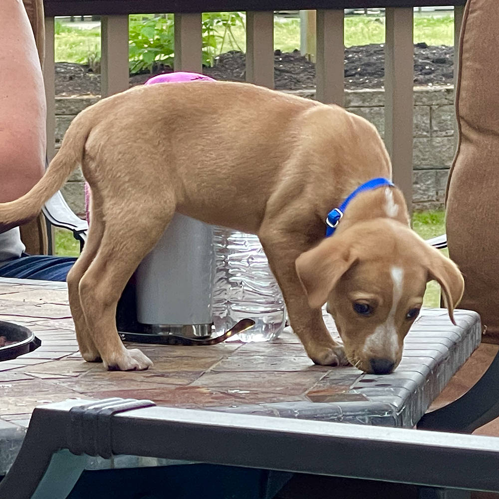 Caramel color puppy Sally.