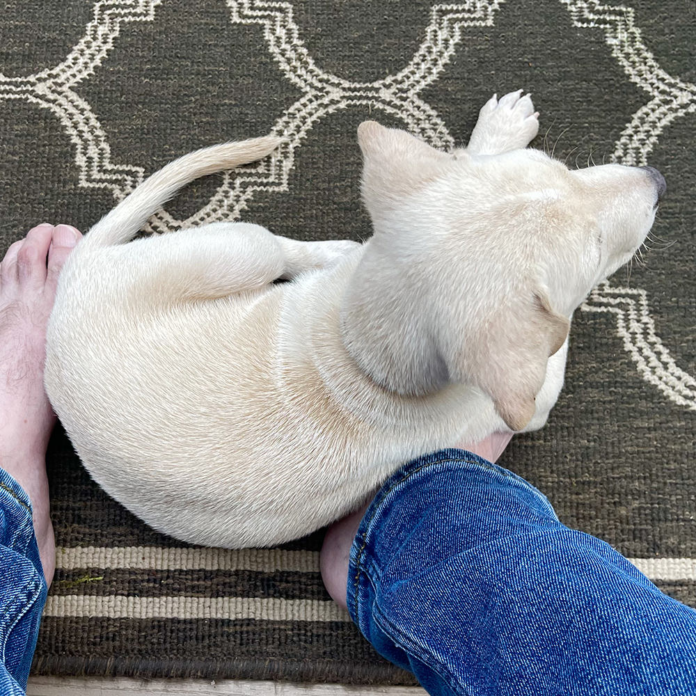 Lucy laying on my feet.