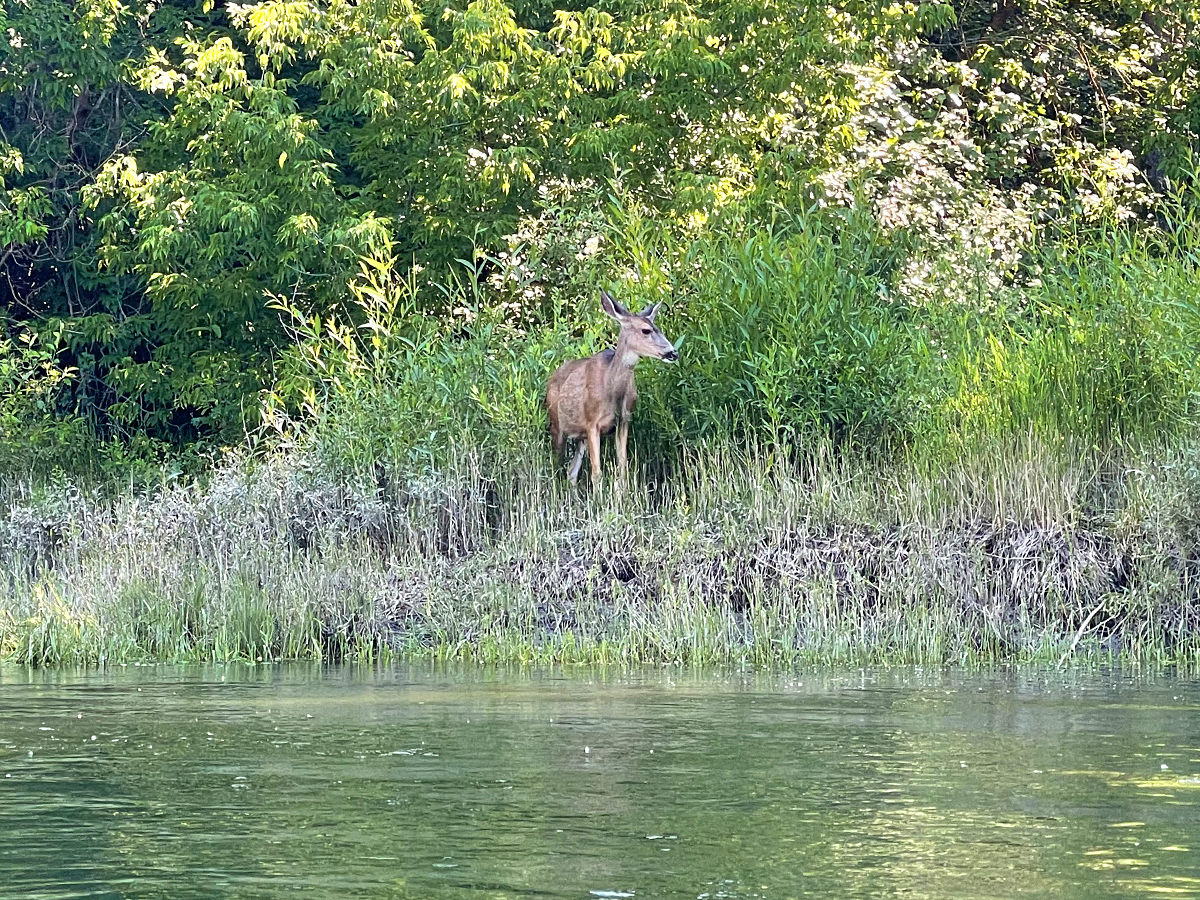 A deer on the side of the river.