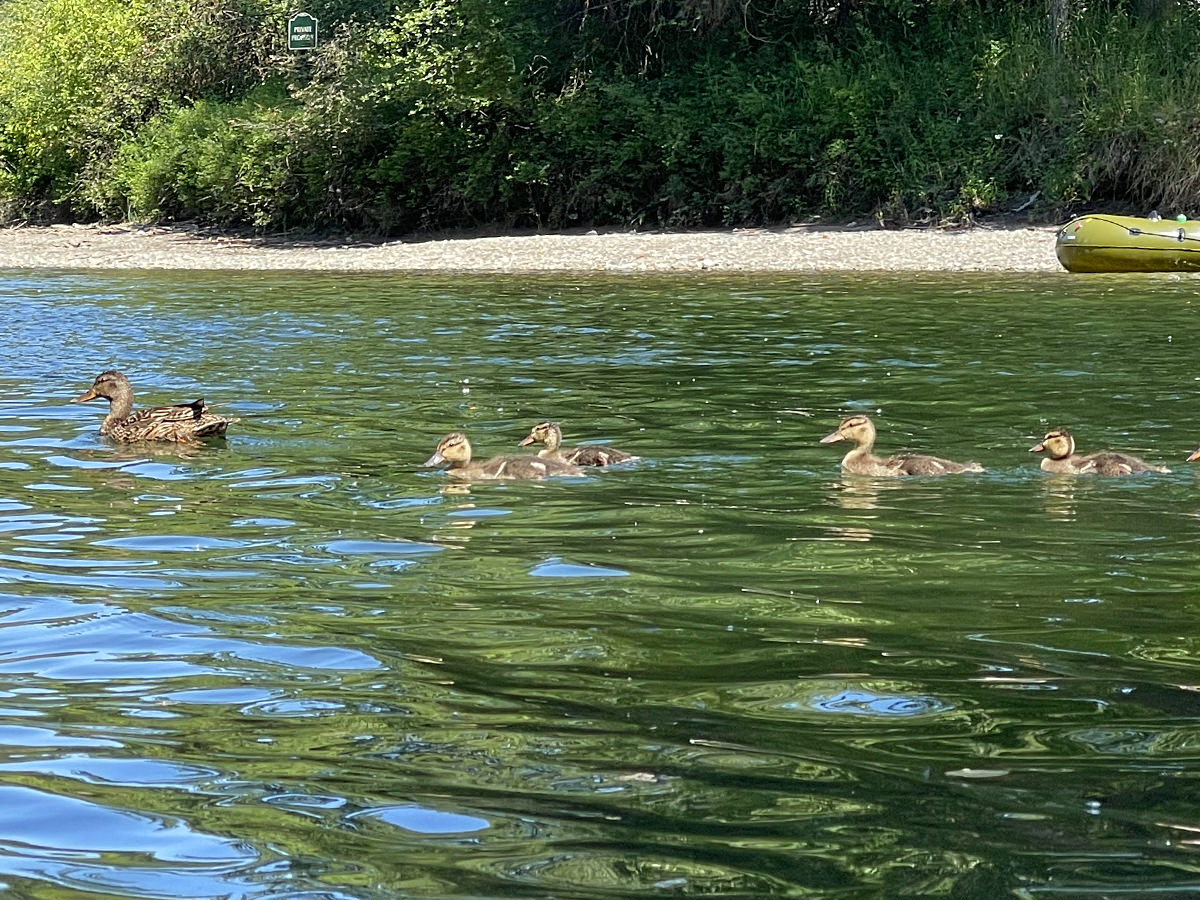 Duckies in the river.