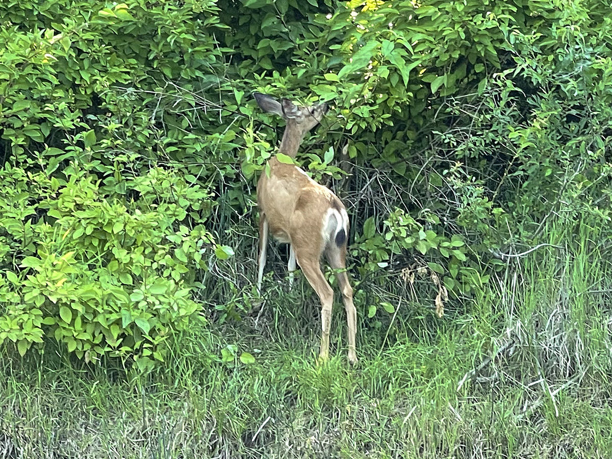 A deer munching on some greenery.