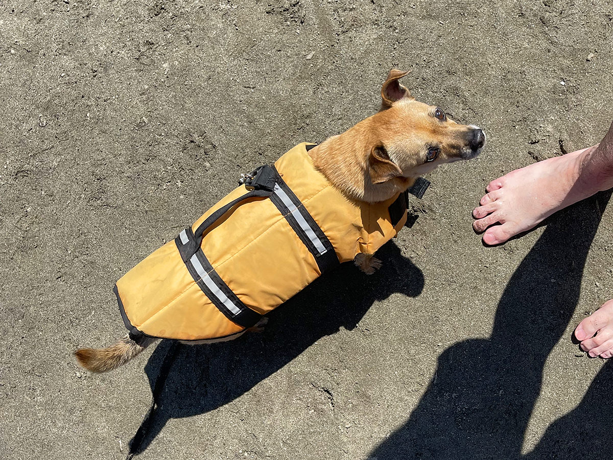 A puppy in a life vest at my feet.