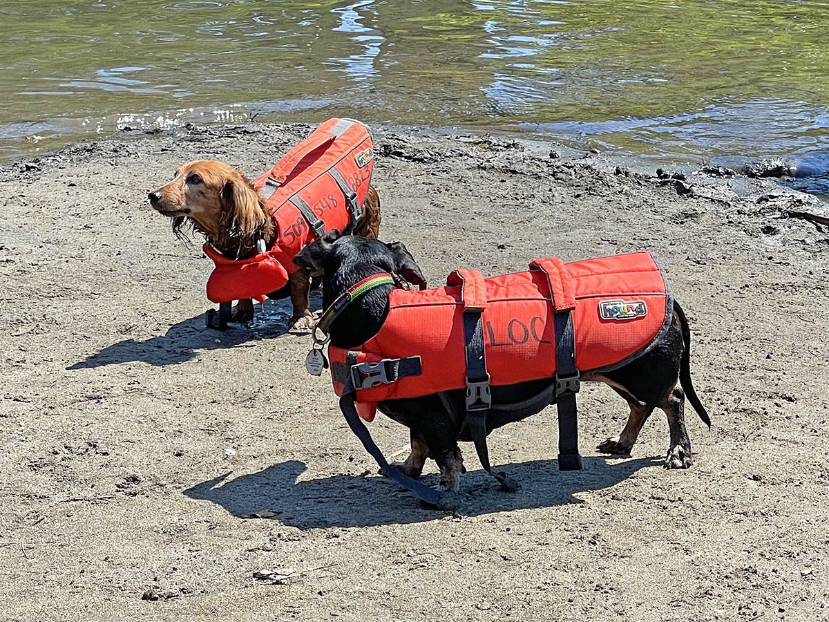 Two puppies in life vests.