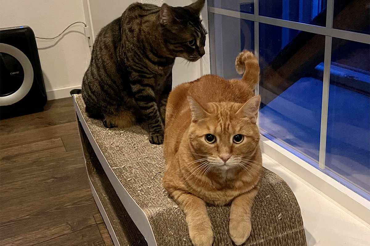 Jenny laying on the scratcher lounge while Jake sits.