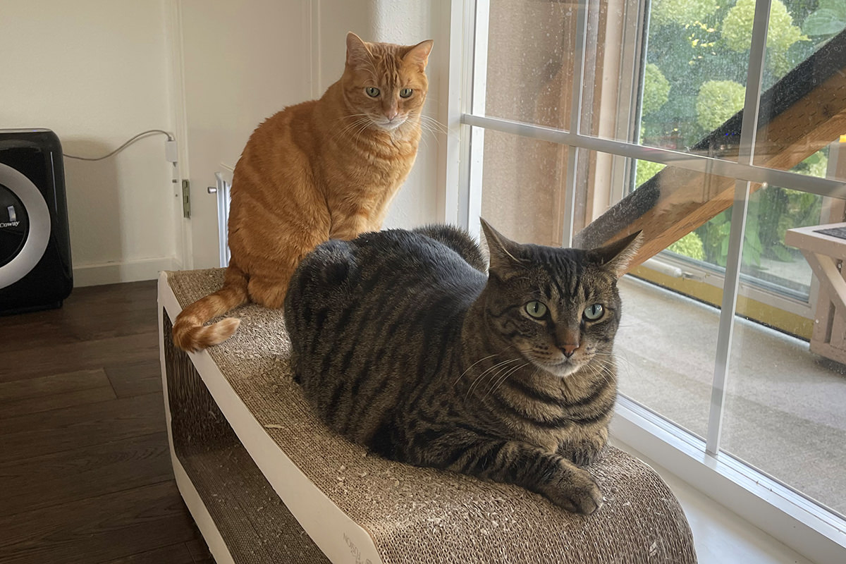 Jake laying on the scratcher lounge while Jenny sits.