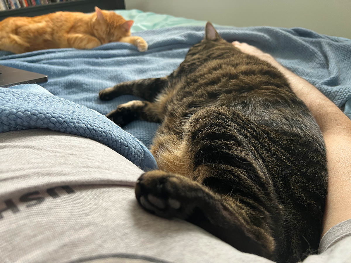 Jake's ass backed up against me while both cats are sleeping.