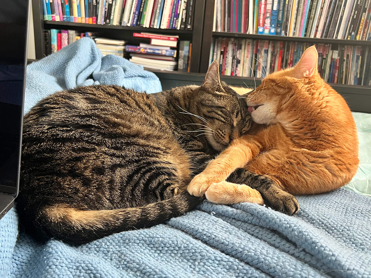 Jenny licking Jake's head as he snuggles up next to her.