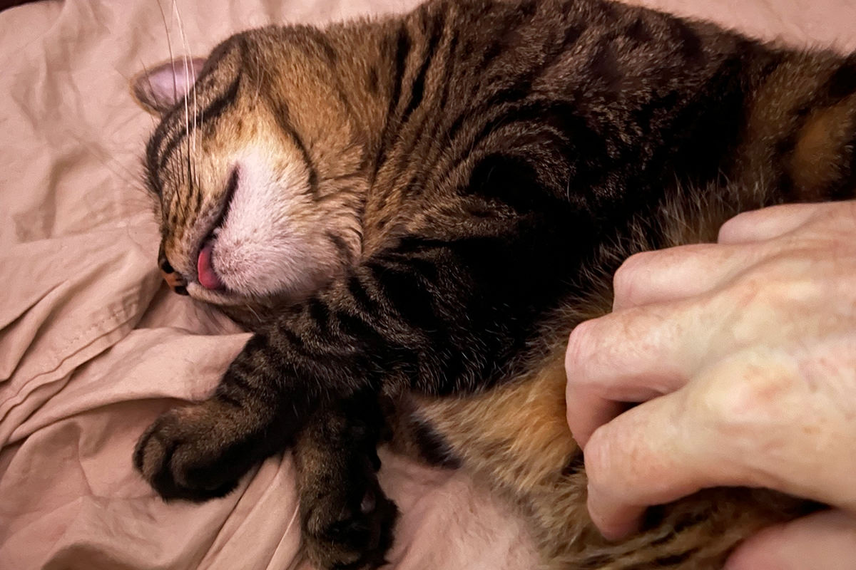 Jake passed out for belly rubs with his tongue out.
