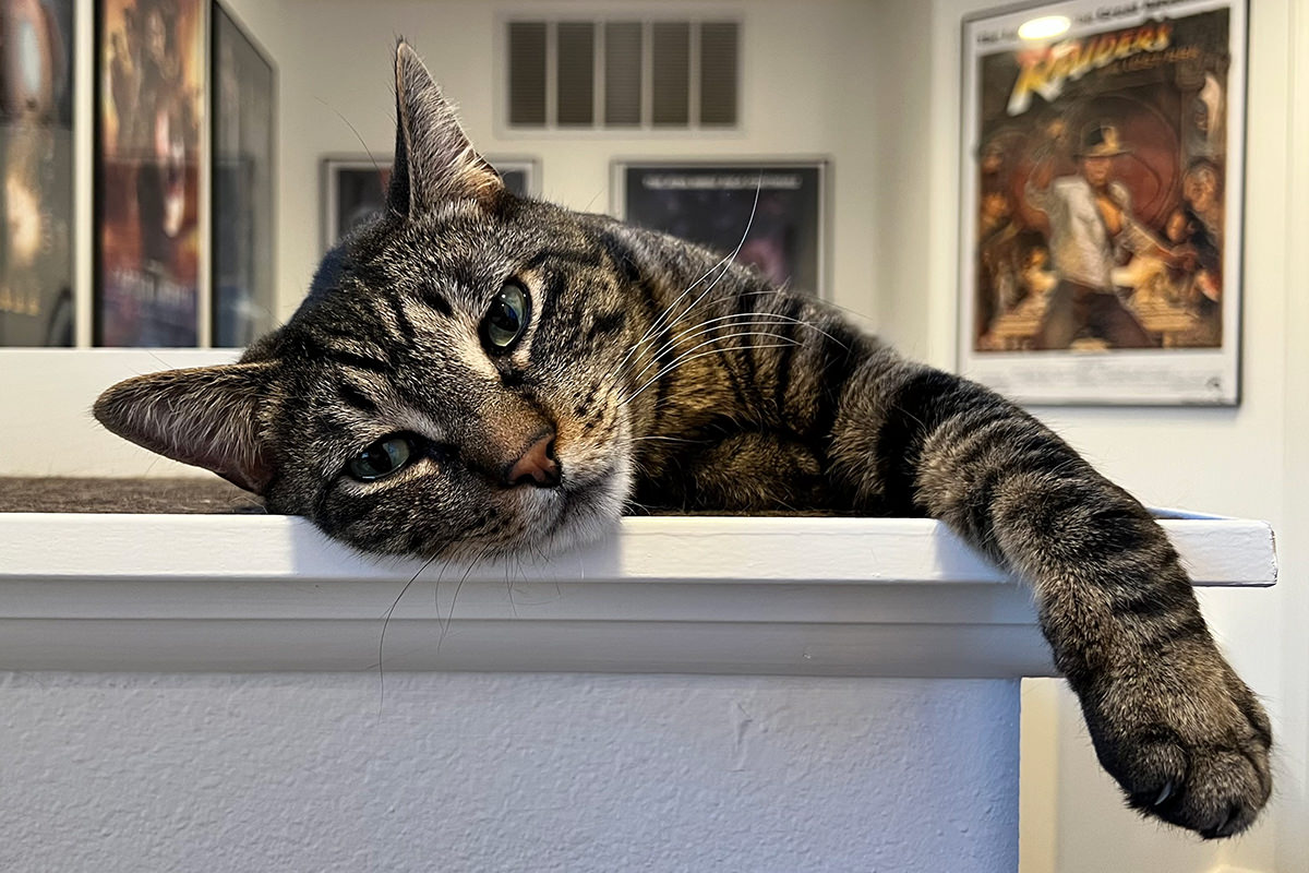 Jake laying on the stairwell wall looking very, very bored!