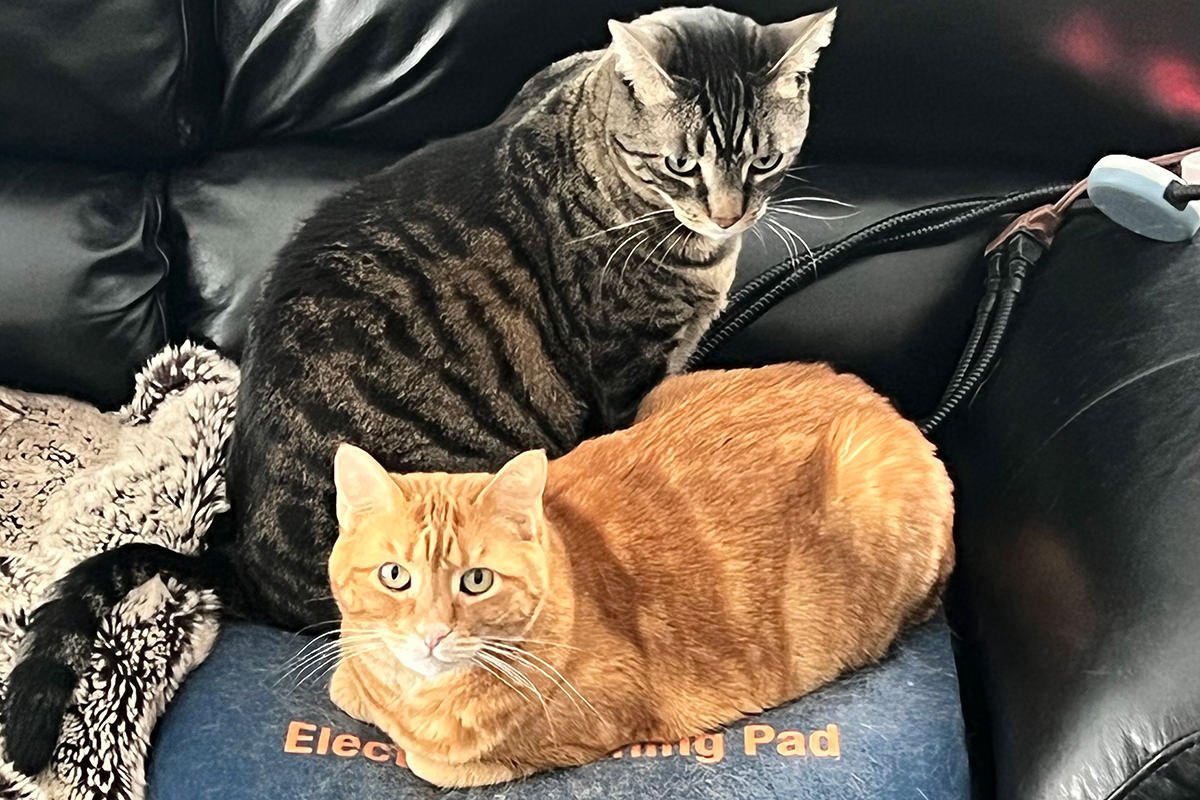 Jake sitting behind Jenny on her warming pad.