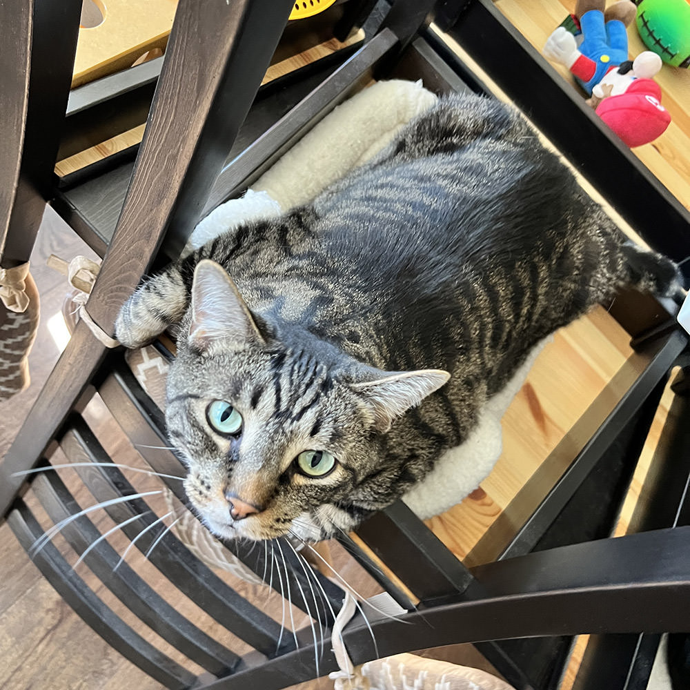 Jake in a chair looking up at me.