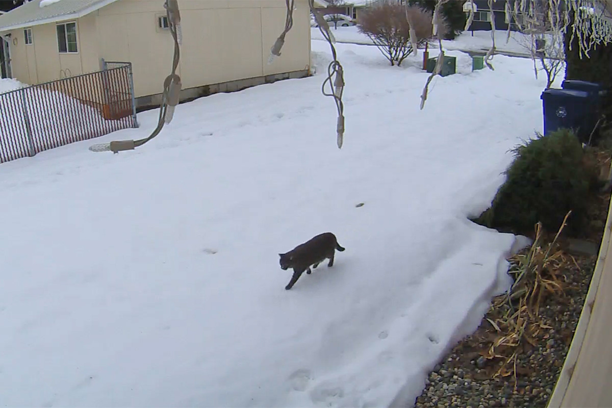 Fake Jake walking around my yard on a crist of snow.