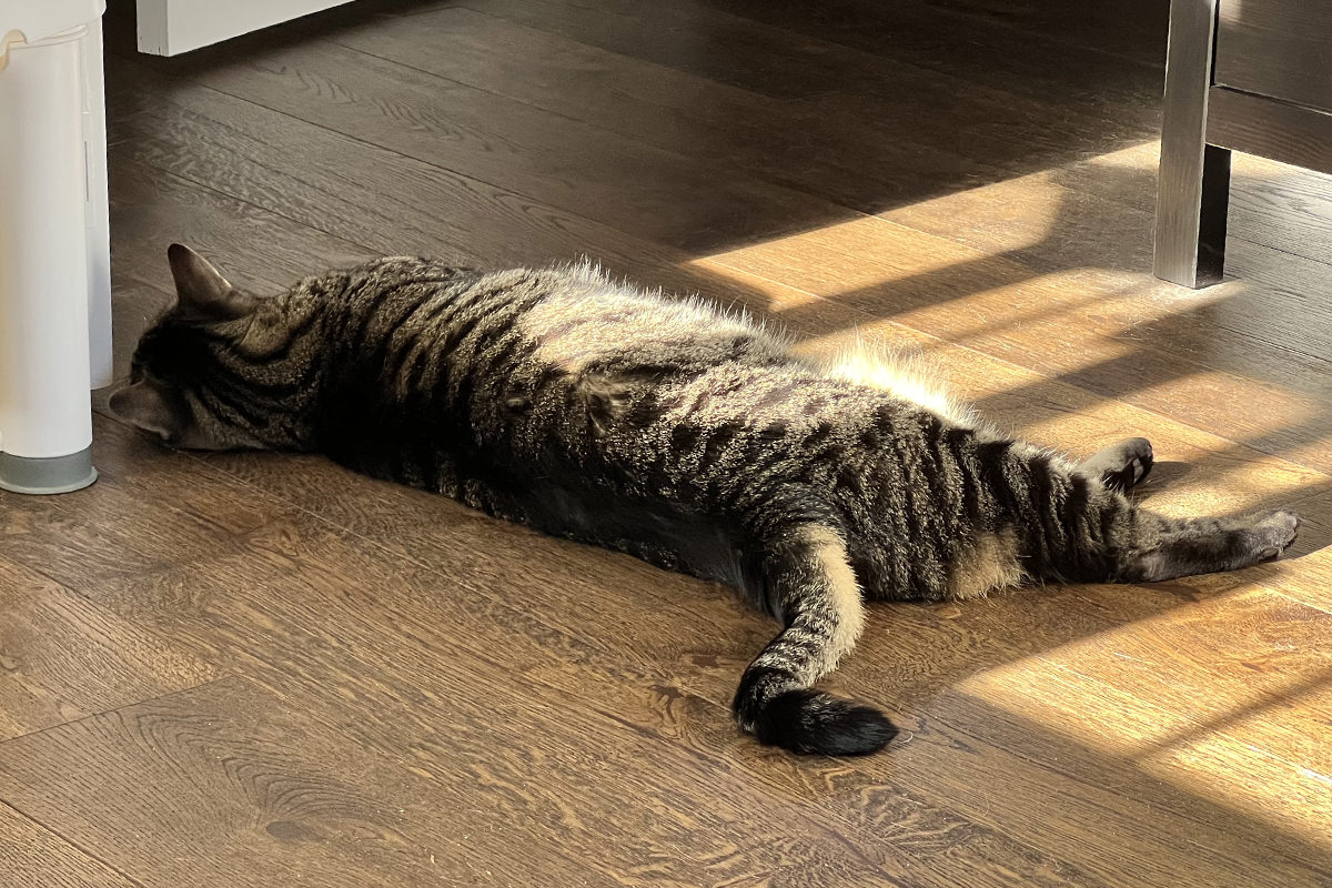 Jake passed out on the floor in a ray of sunshine.