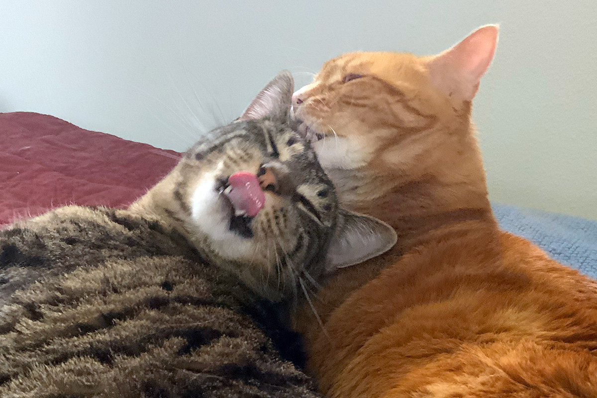 Jenny licking Jake's head.