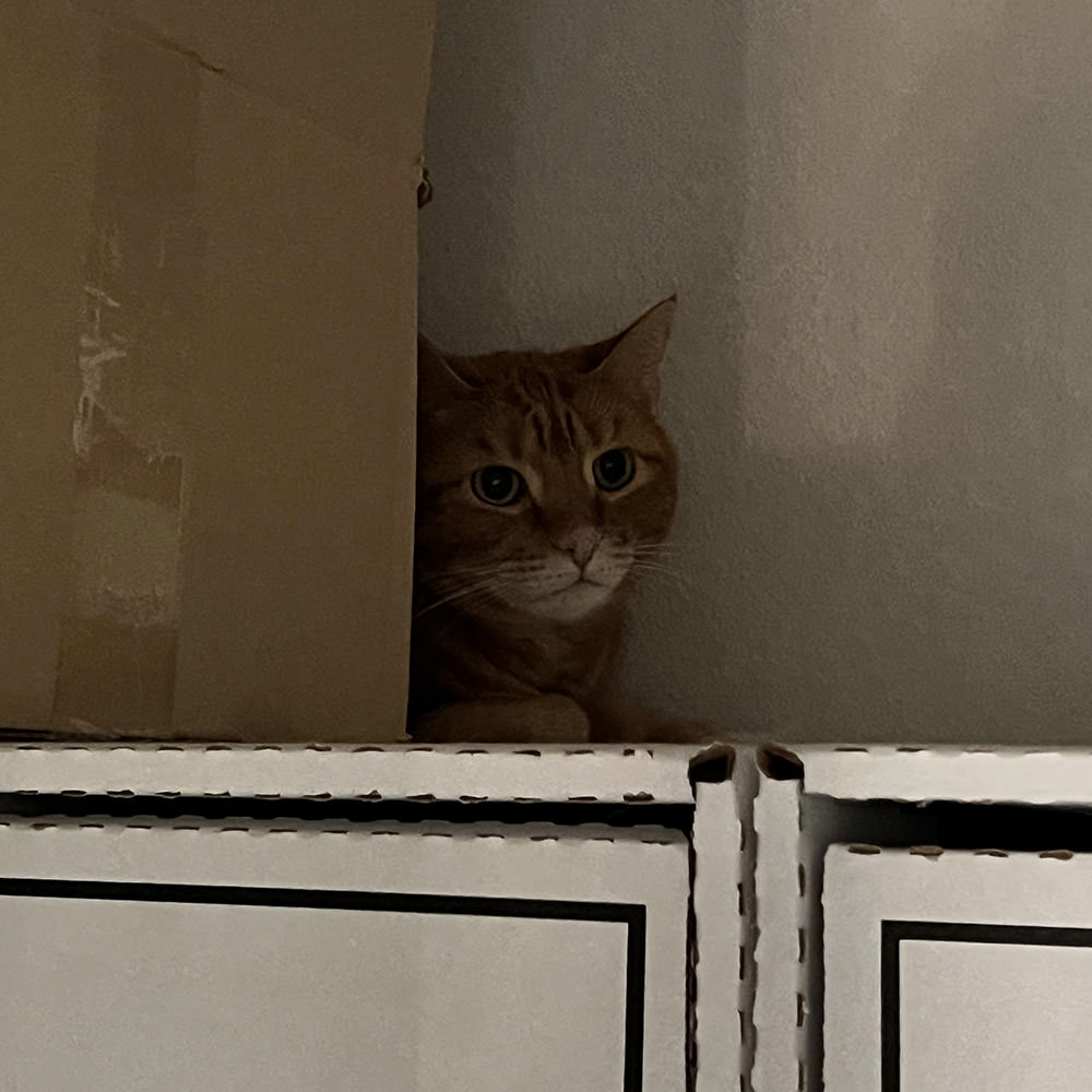 Jenny hiding behind boxes in the closet.
