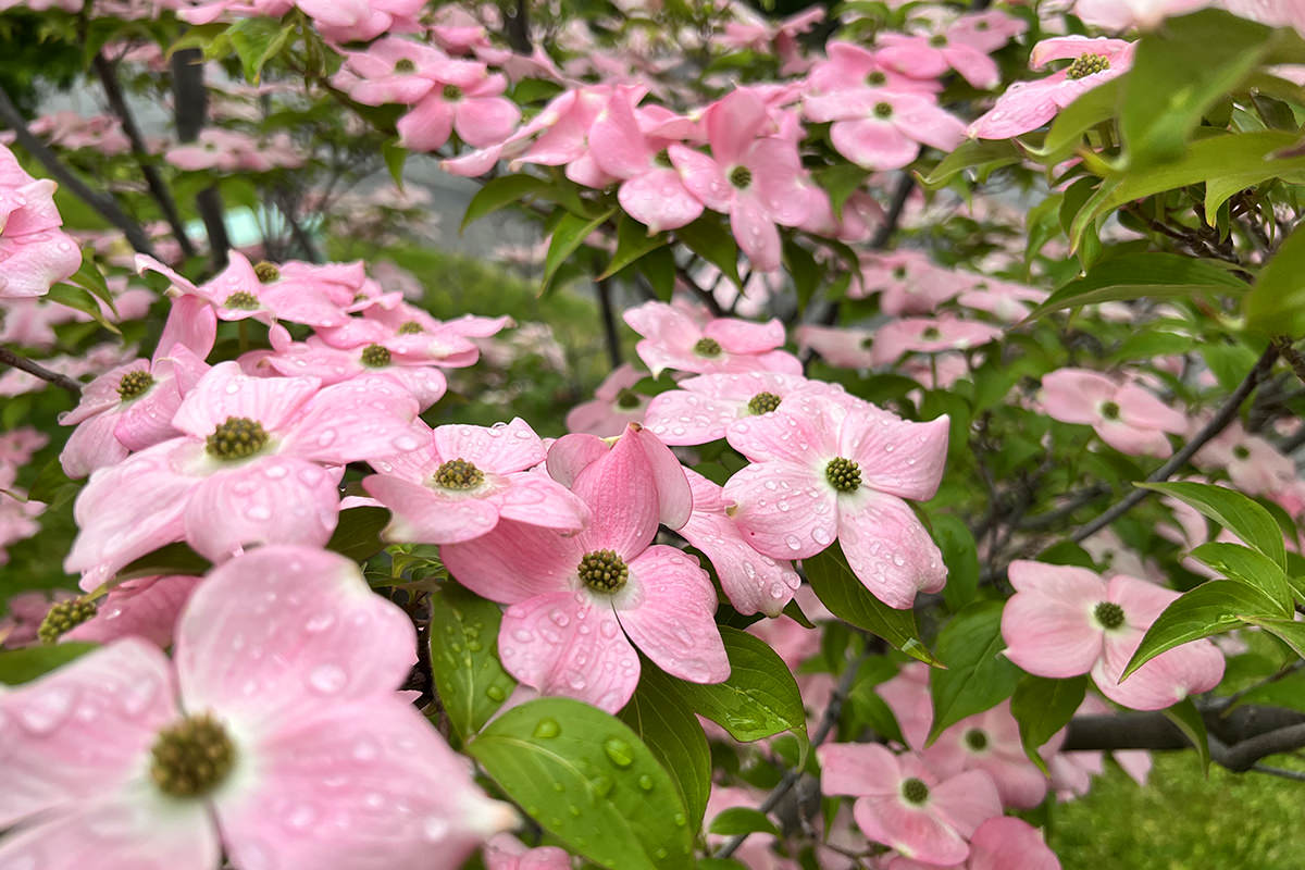 Pretty pink dogwood blossoms.