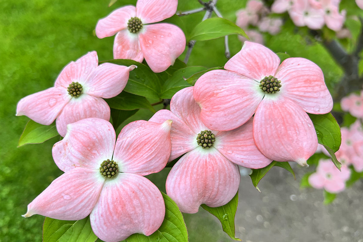 Pretty pink dogwood blossoms.