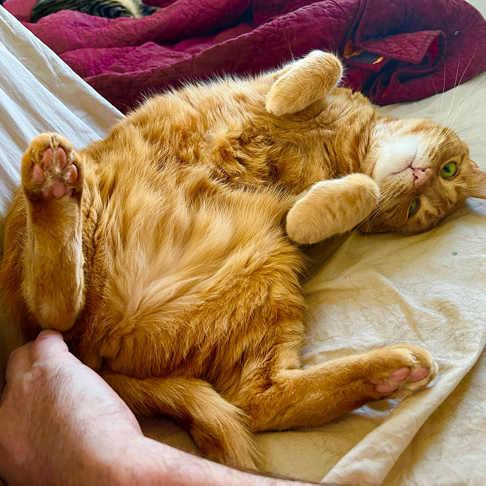 Jenny flopped over showing her belly.