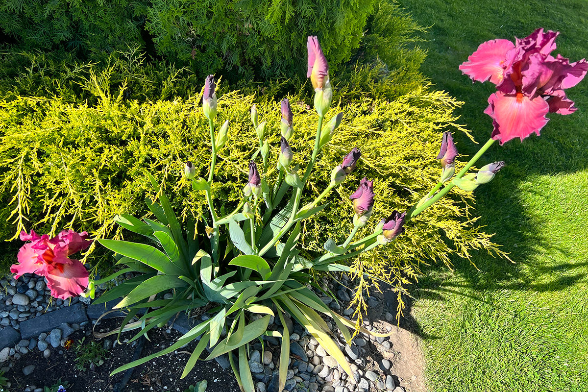 Living Irises!