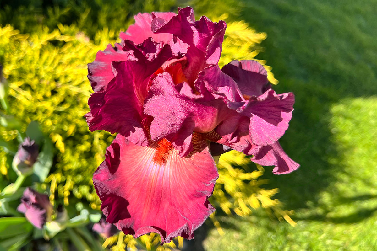 Living Irises!