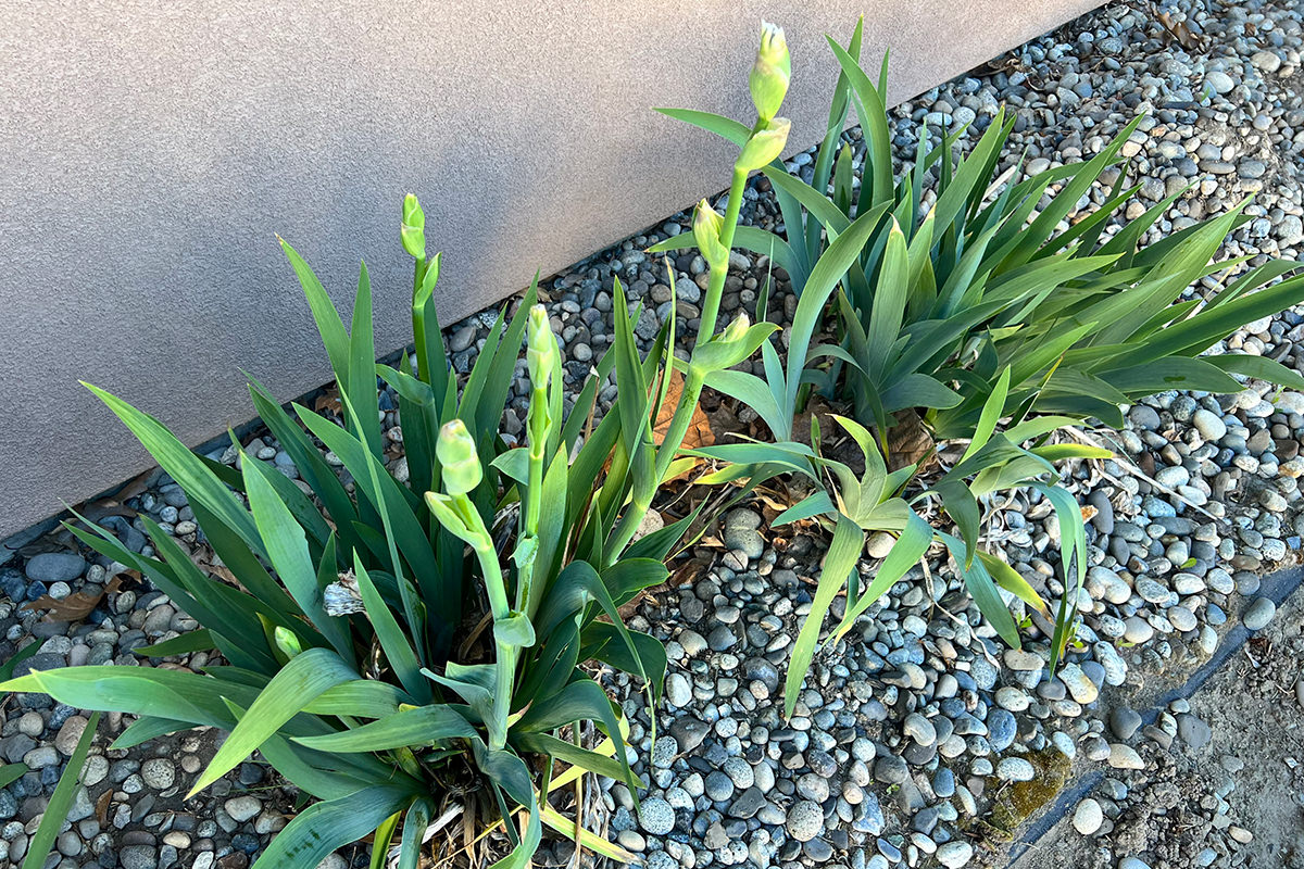 STILL Living Irises!