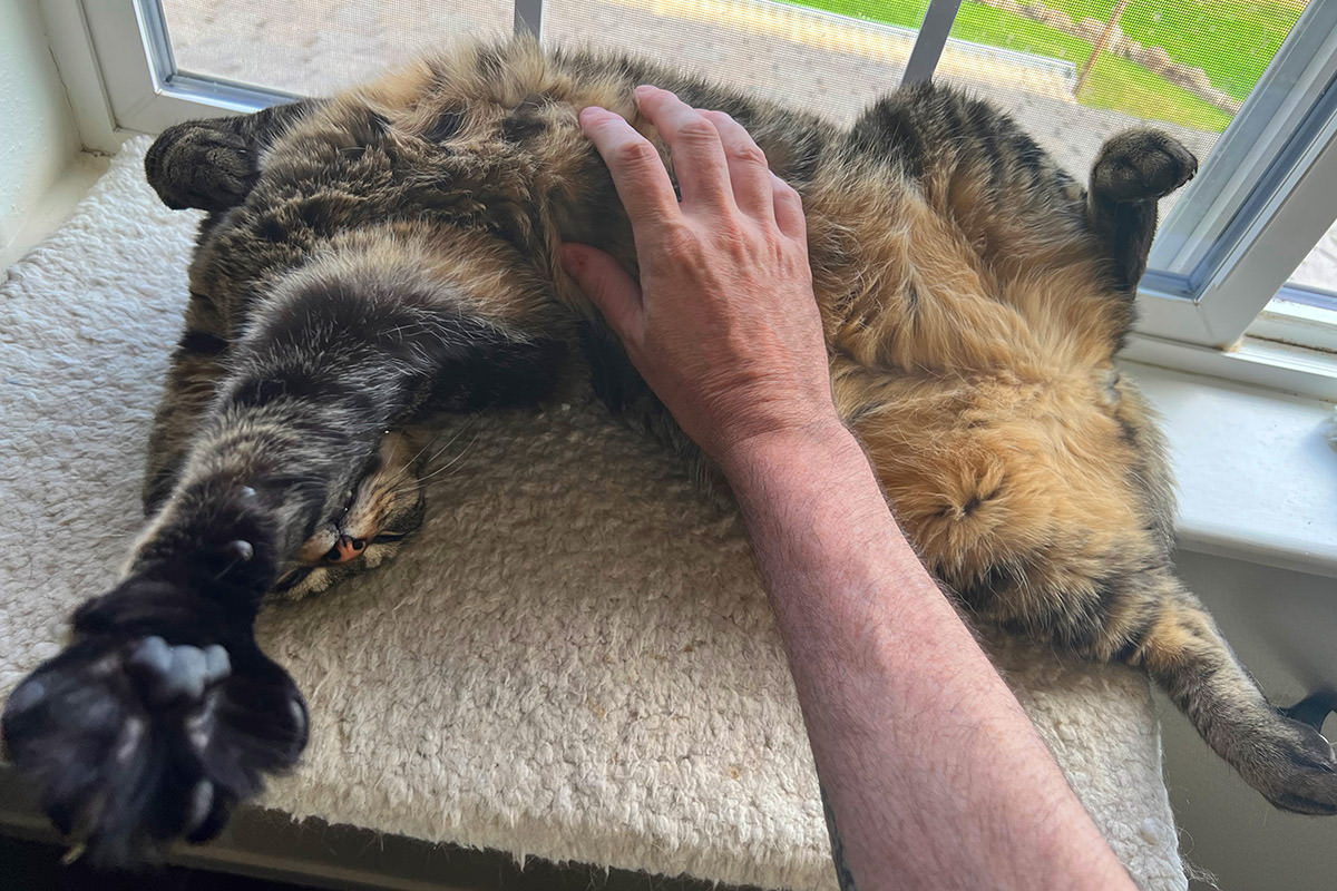 Jake getting a belly rub while sleeping on the window ledge.