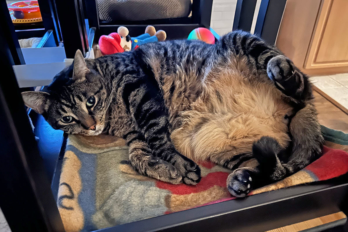 Jake laying in his chair bed.