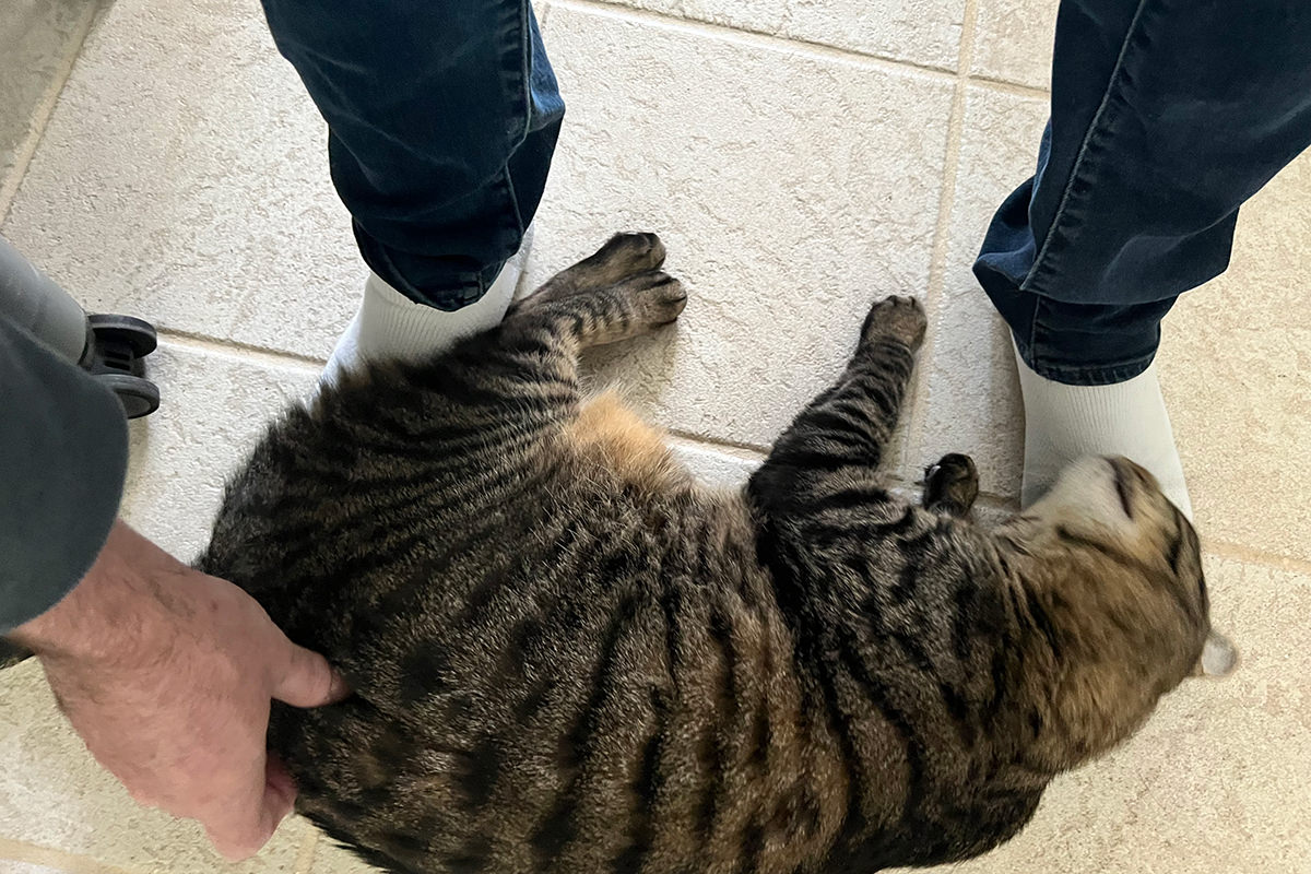 Jake holding my feet down to get petted.