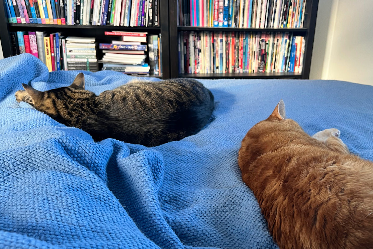 Jake and Jenny sleeping with me on the bed.