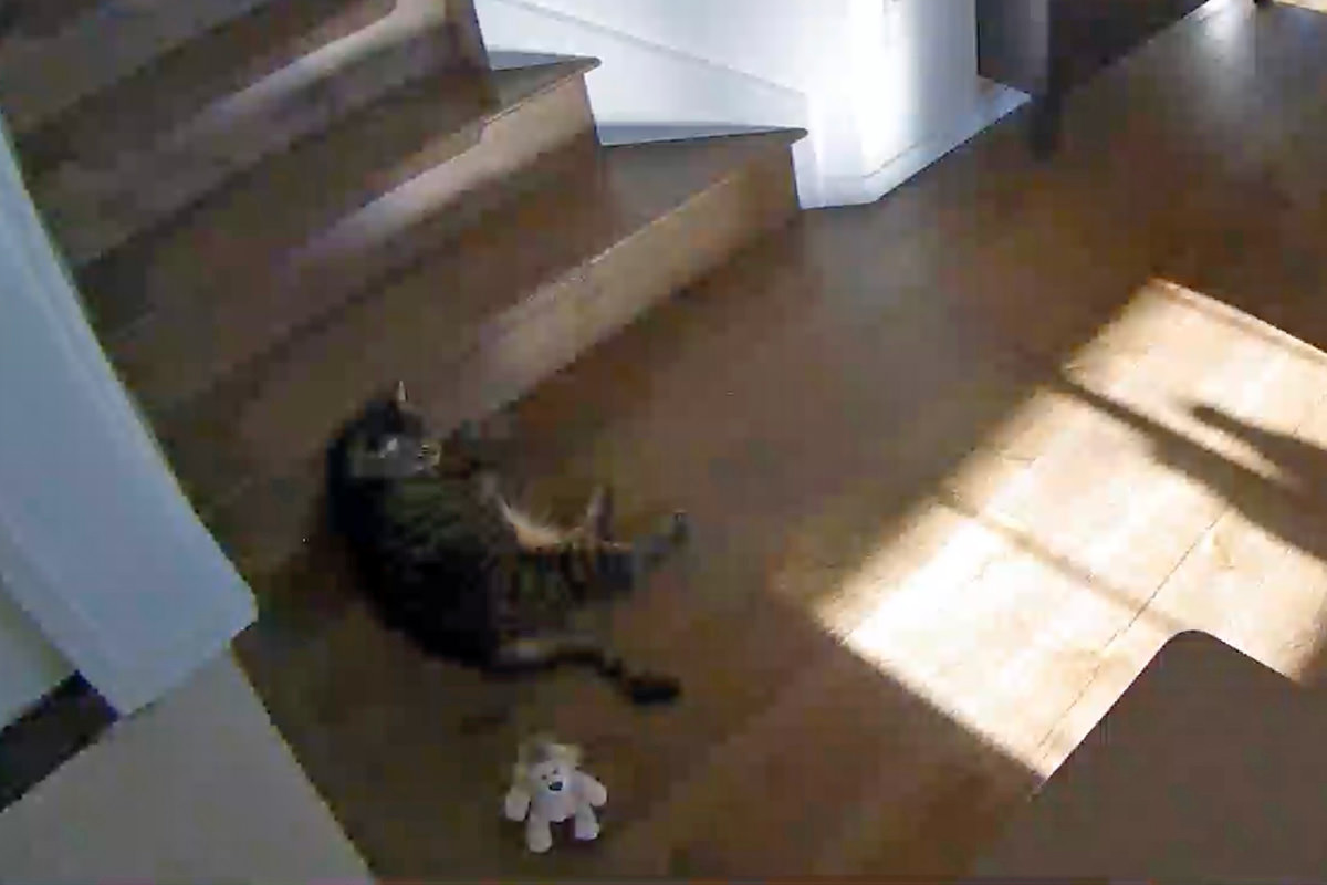 Jake laying down next to Mufasa.