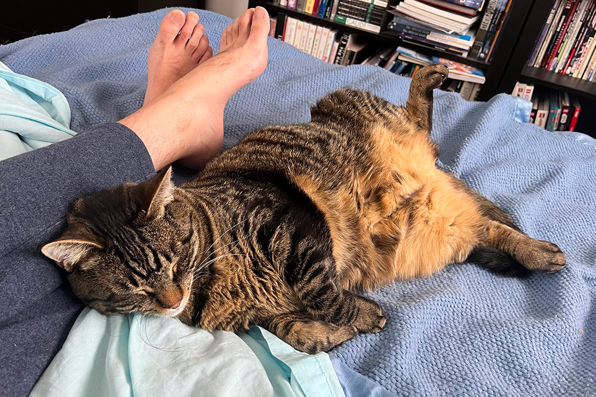 Jake snuggled up to my leg, spread-eagle, while I'm working in bed.