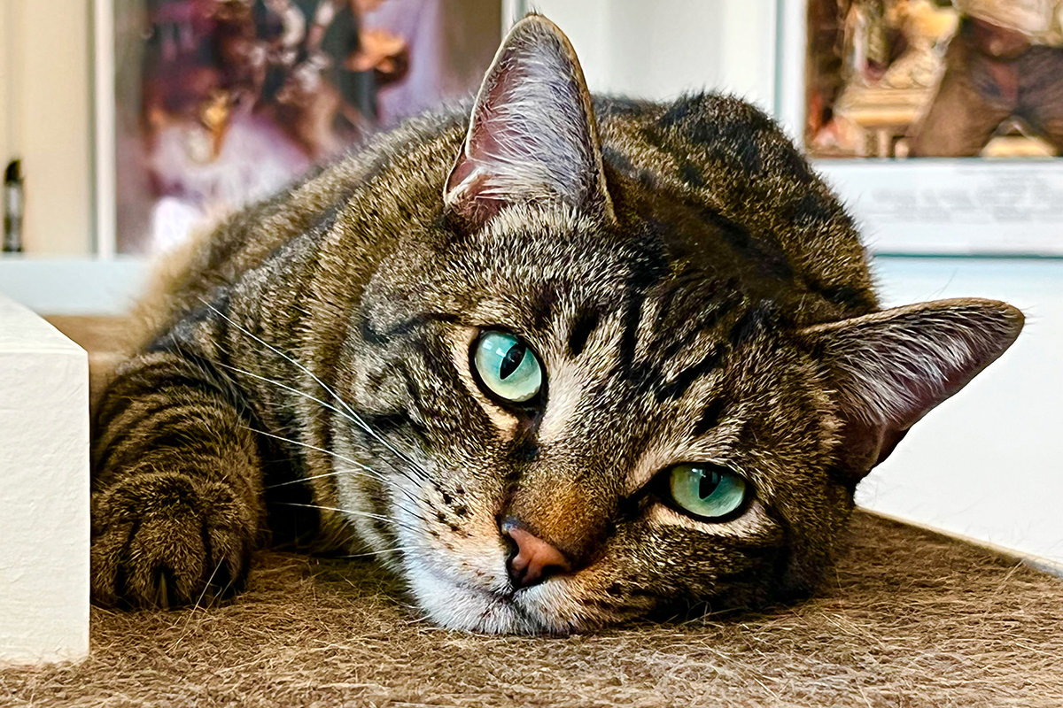 Jake stares at me while I work with his gorgeous green eyes.