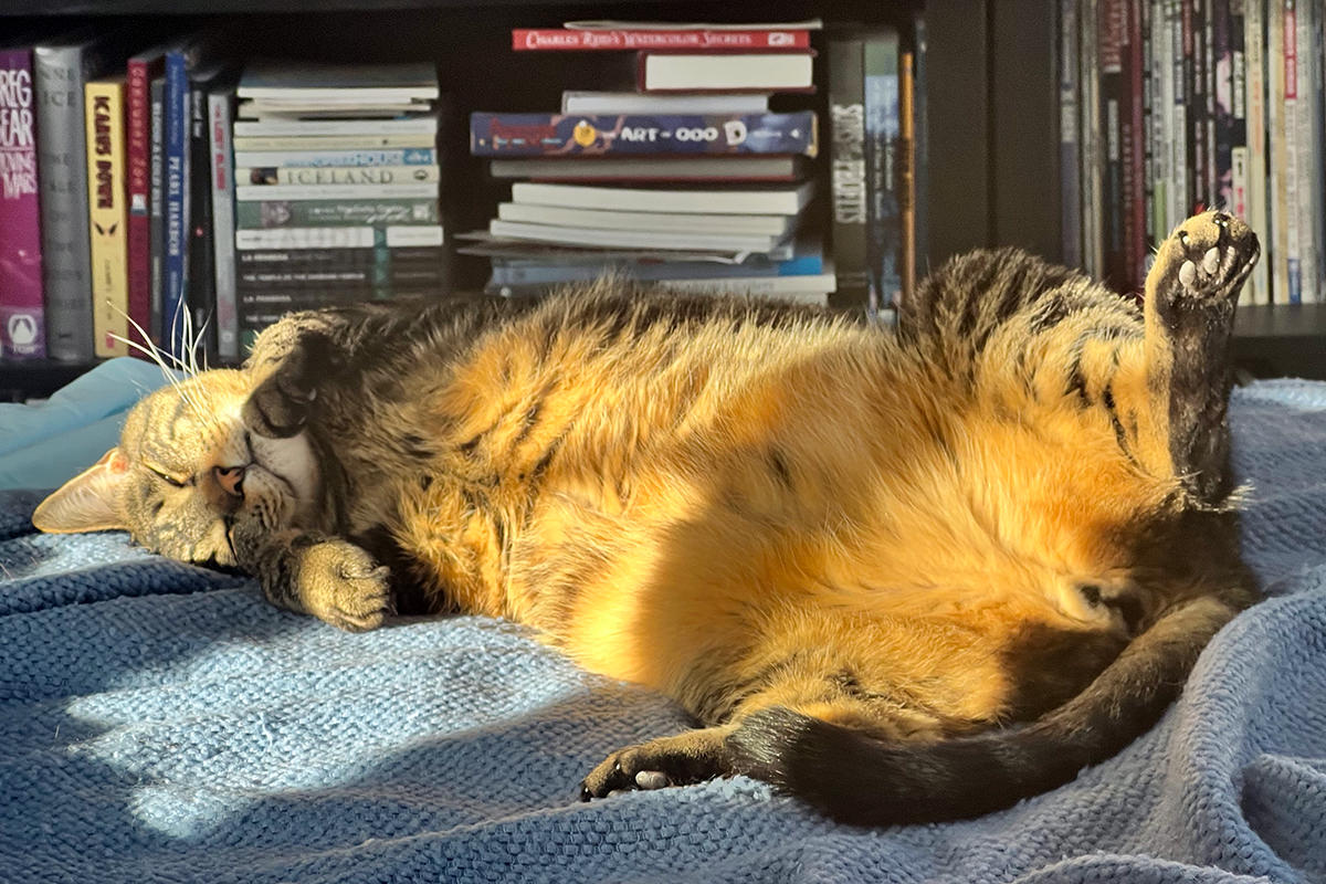 Jake spread-eagle in the sun on my bed.