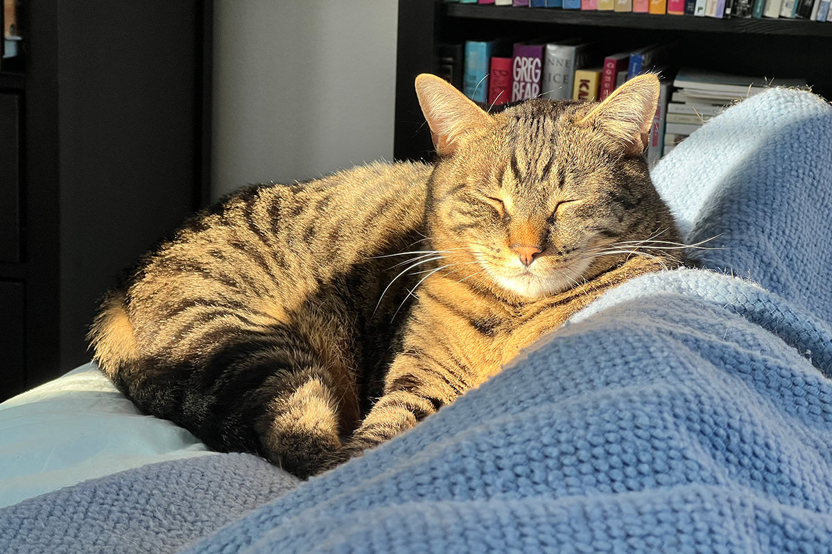 Jake laying in the sunshine with his eyes closed tight.