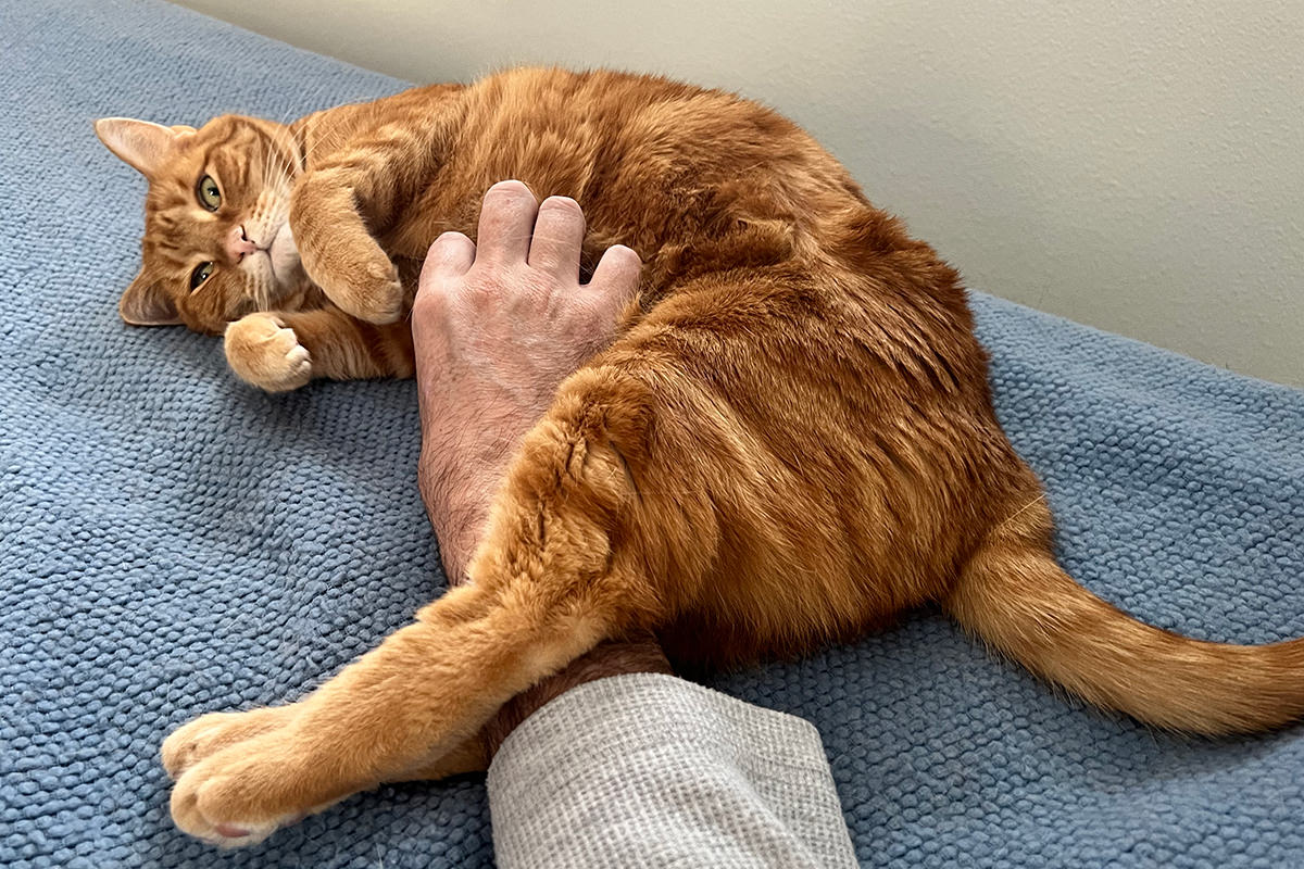 Jenny getting belly rubs.