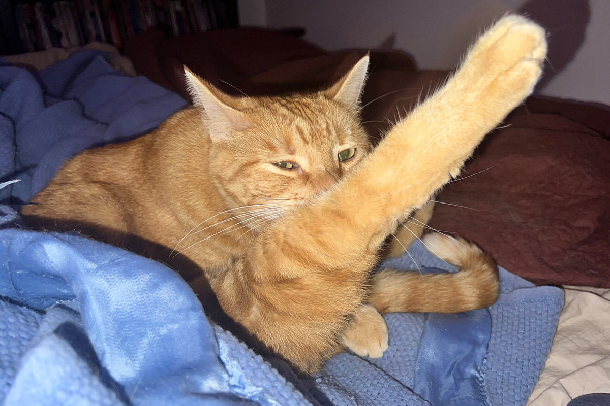Jenny licking her very long legs!