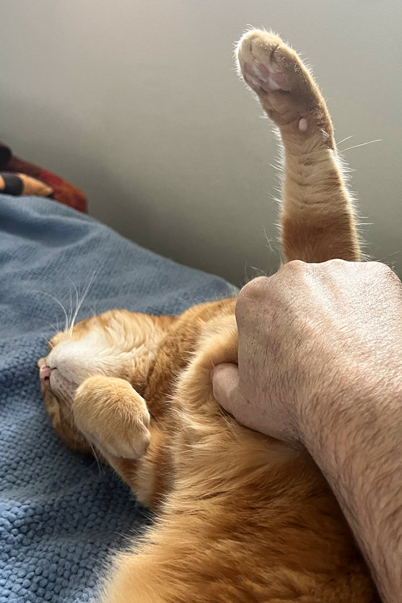 Jenny getting belly scratches!