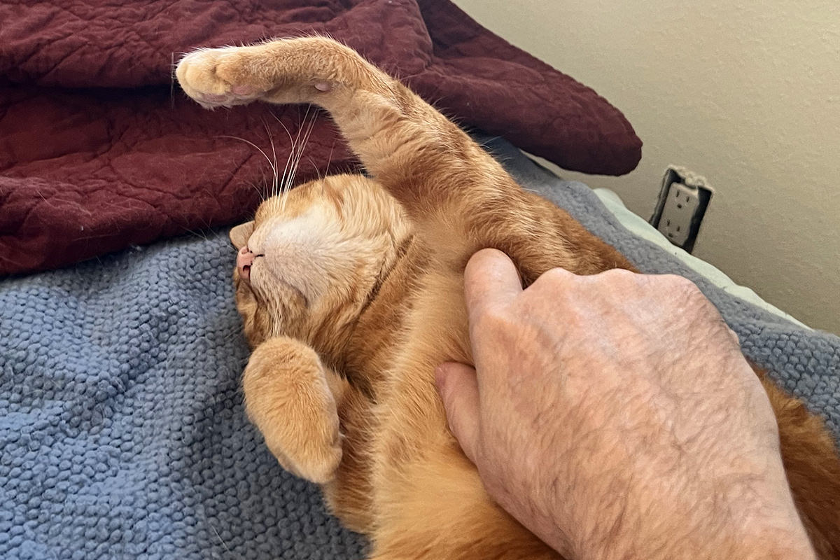 Jenny getting belly scratches!