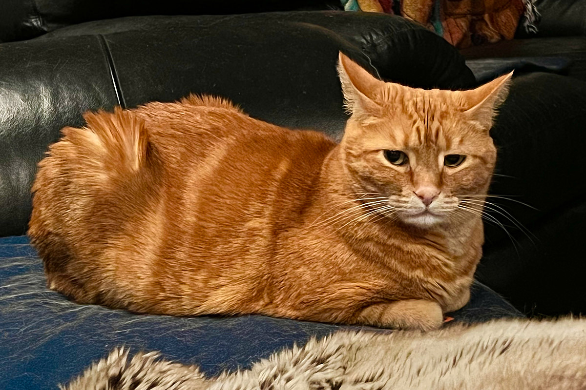 Jenny staring at me from the end of the couch.