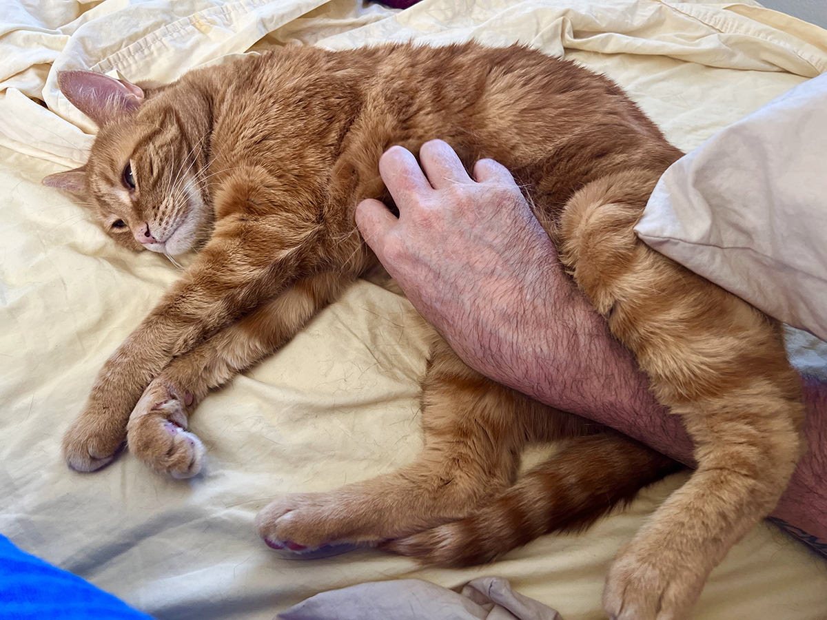Jenny looking a little sour during belly rubs.