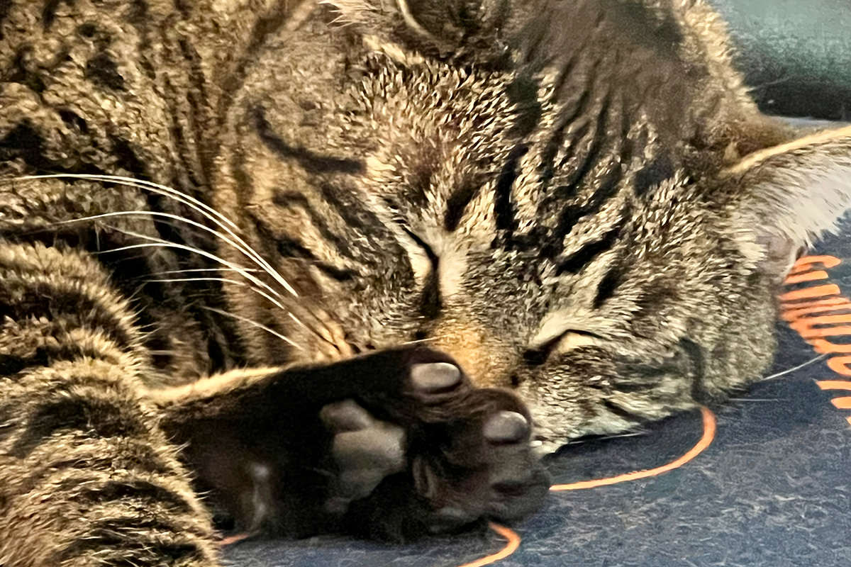 Jake sleeping with his foot in his face.