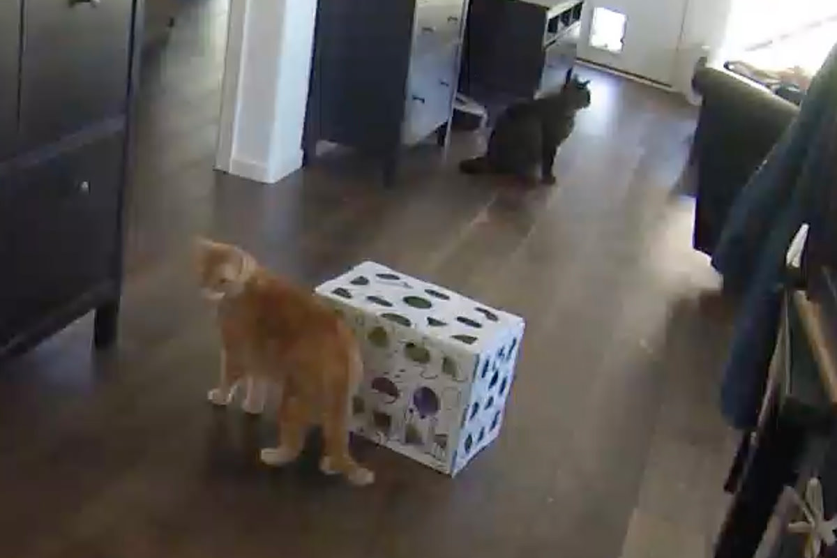 Jenny diging around in the puzzle box while Jake waits...
