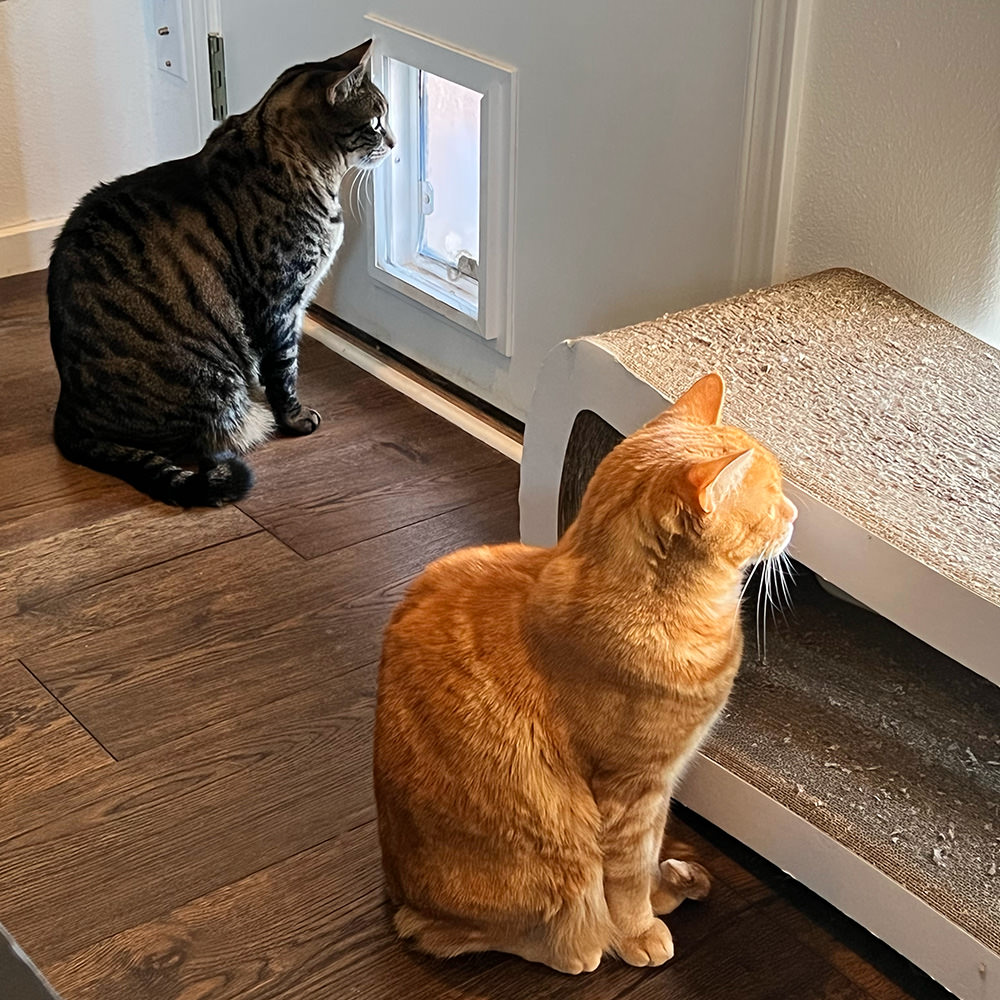 Jake and Jenny looking intently out the window.