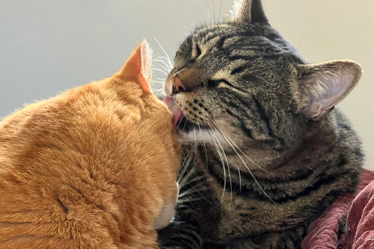 Jake licking Jenny's head.